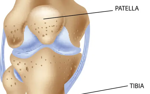 patella