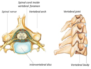 prodisc-c-images1 - Colorado Center of Orthopaedic Excellence